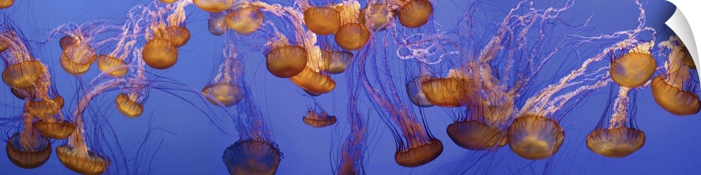 View of jelly fish underwater