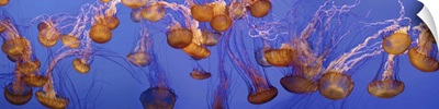 View of jelly fish underwater