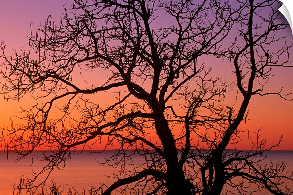 Giant photograph shows a silhouetted bare tree in the foreground against an ocean enjoying the colorful sunrise of dawn in...