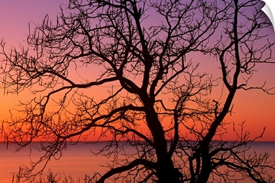 View of ocean through silhouetted tree branches, dawn, Maryland