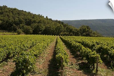 Vine crop in a vineyard, Menerbes, Vaucluse, Provence Alpes Cote dAzur, France