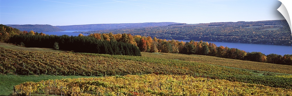 Grape Vineyards on Keuka Lake, Finger Lakes Region, New York