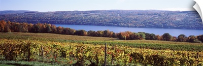 Vines in a vineyard, Keuka Lake, Finger Lakes, New York State