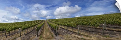 Vines in a vineyard, San Luis Obispo, San Luis Obispo County, California
