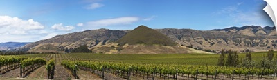Vines in a vineyard, Tolosa Winery, San Luis Obispo, San Luis Obispo County, California