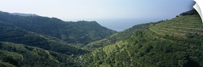 Vines in terraced fields, Riomaggiore, Cinque Terre, La Spezia Province, Liguria, Italy