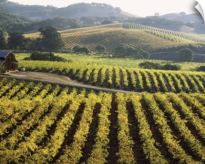 Vineyard at Domaine Carneros Winery, Sonoma Valley, California