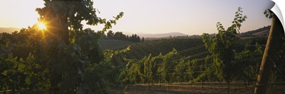 Vineyard at sunset, Napa Valley, California