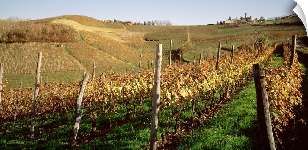 Vineyard Barolo Wine District Peimont Italy