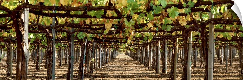 Rows of vineyard posts heavily lined with leafing grape vines.