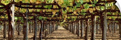 Vineyard CA