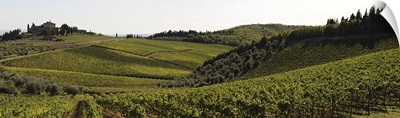 Vineyard, Chianti Region, Radda in Chianti, Siena Province, Tuscany, Italy