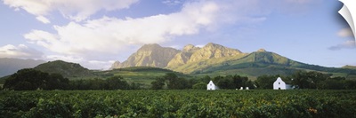 Vineyard in front of mountains, Babylons Torren Wine Estates, Paarl, Western Cape, Cape Town, South Africa