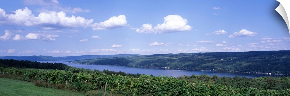 Vineyard Keuka Lake Finger Lakes Region NY