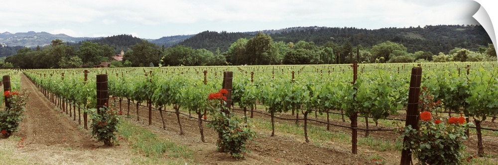 Vineyard Napa Valley California