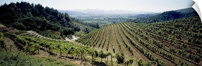 Vineyard, Newton Vineyard, St. Helena, Napa Valley, Napa County, California