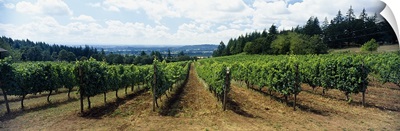 Vineyard on a landscape, Adelsheim Vineyard, Newberg, Willamette Valley, Oregon