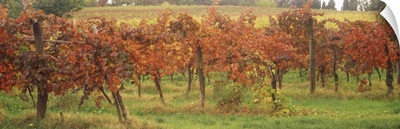 Vineyard on a landscape, Apennines, Emilia-Romagna, Italy