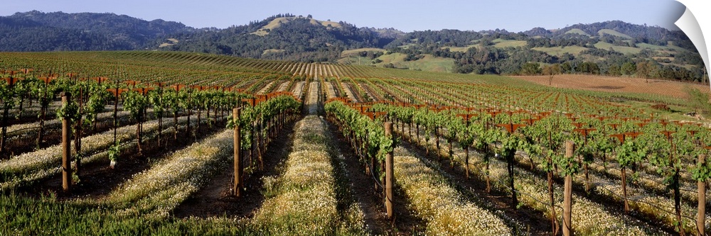 Vineyard on a landscape, Asti, California