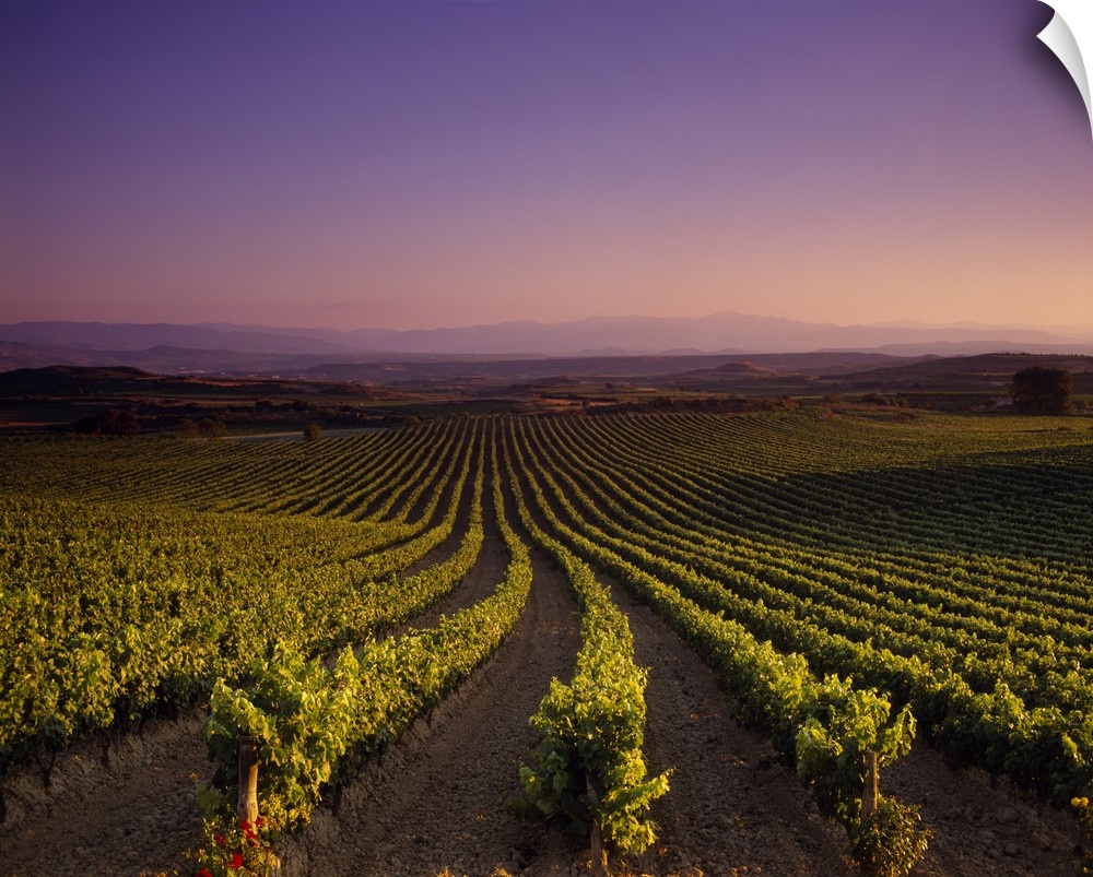 Horizontal photograph on a large canvas looking down the rows of a vast vineyard beneath a pastel sky at sunset in St. Tro...