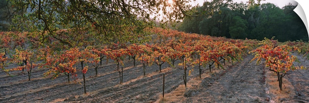 Vineyard on a landscape, Sonoma County, California