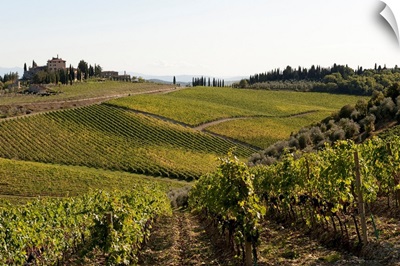 Vineyard, Route 429, Chianti Region, Tuscany, Italy