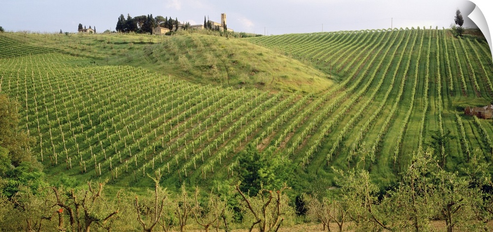This panoramic photograph is taken of a large vineyard in Italy with the rows of vines going up a large hill.