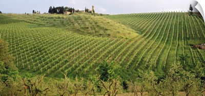 Vineyard Tuscany Italy