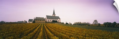 Vineyard with a church in the background, Hochheim, Rheingau, Germany