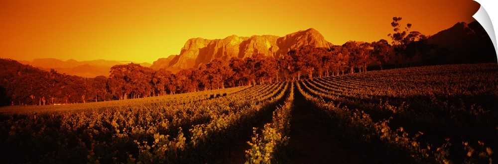 Vineyard with mountains in the background, Groot Drakenstein, Stellenbosch, Cape Winelands, Western Cape Province, South A...