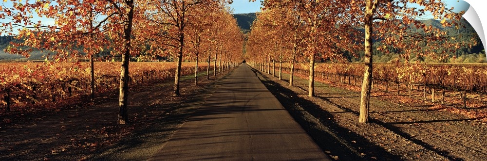 Panoramic photograph of paved street lined with autumn trees.