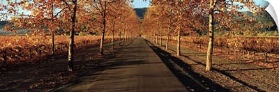 Vineyards along a road, Beaulieu Vineyard, Napa Valley, California