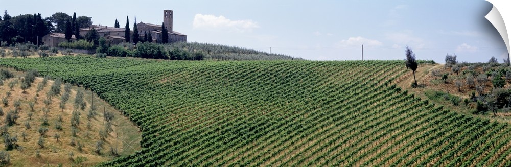 Panoramic image of rows of grape vines on a hill with the vineyard building sitting at the top.