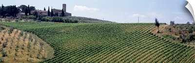 Vineyards and Olive Grove outside San Gimignano Tuscany Italy