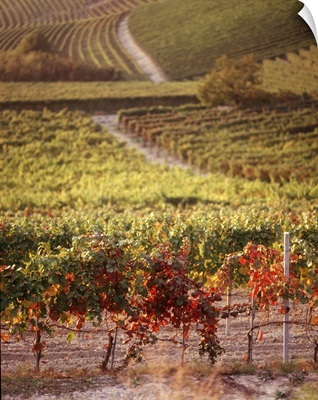Vineyards, Barbaresco DOCG, Piedmont, Italy