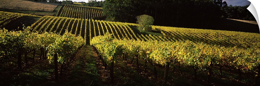 Vineyards in autumn, Piccadilly Valley, Adelaide Hills, South Australia, Australia