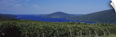 Vineyards Near A Lake, Canandaigua Lake, Finger Lakes, New York State