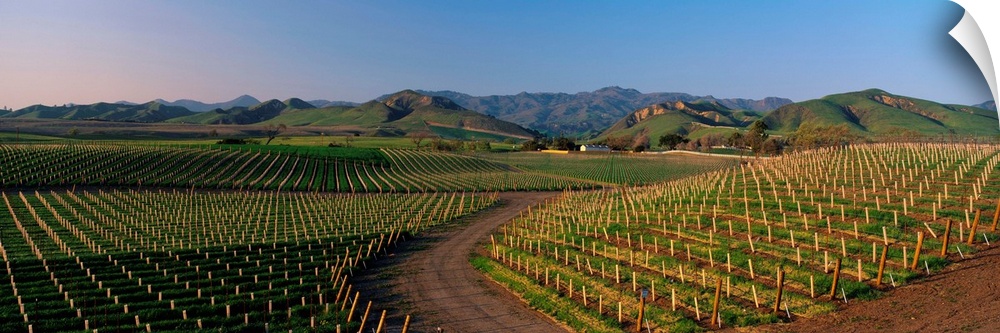 Vineyards Santa Ynez Valley CA