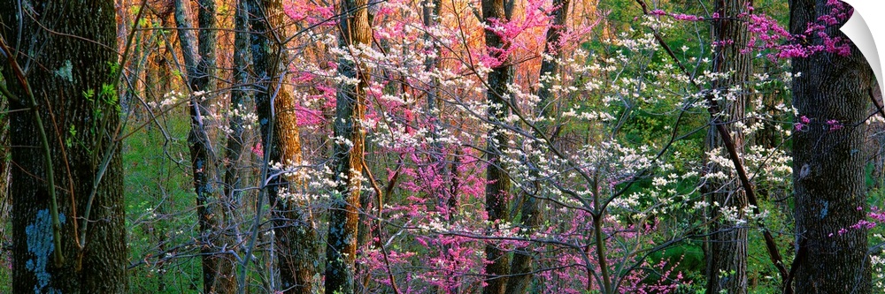 Panoramic photograph focuses on a close-up of vibrantly colored trees and flowers in a dense forest.