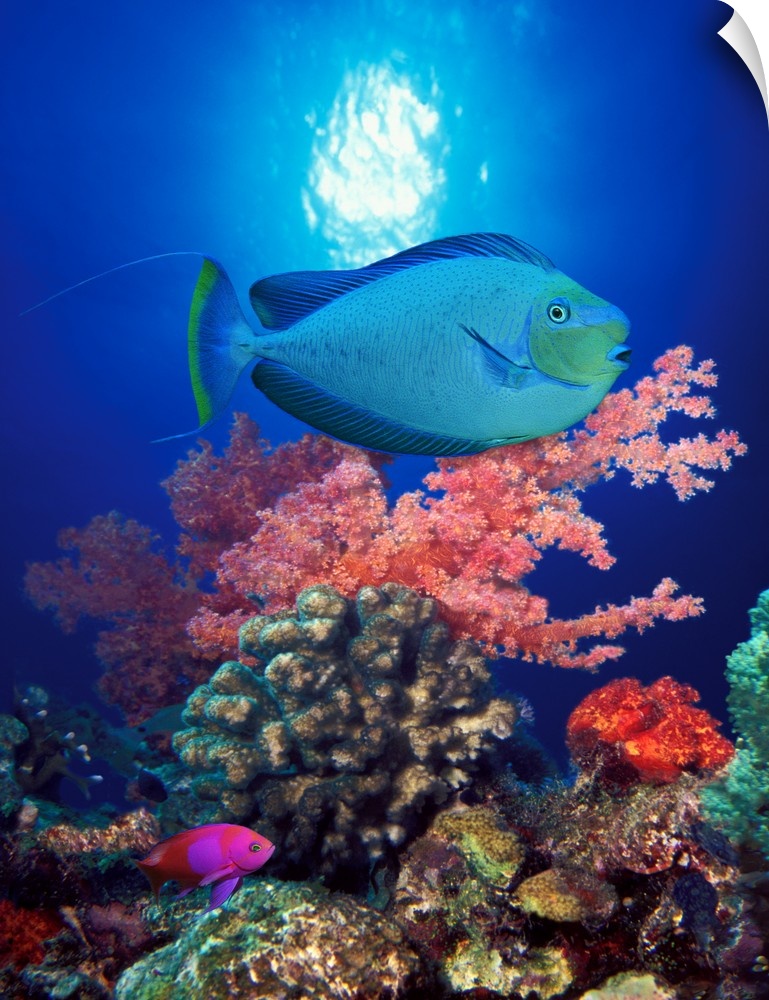 Tall photo on canvas of tropical fish swimming in front of colored coral.