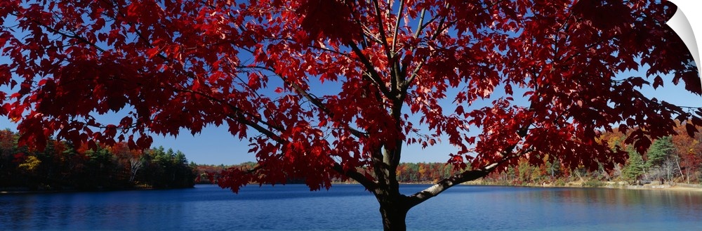Panoramic print on canvas of autumn colored trees surrounding a lake in New England.