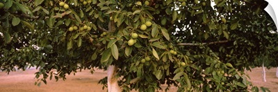 Walnuts growing on a tree, California