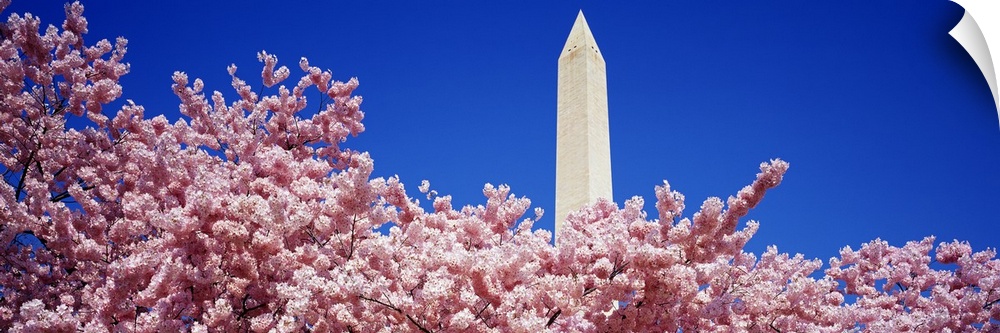 Panoramic photograph of the Washington Monument peaking out over the top of a blooming cherry tree in the foreground, agai...