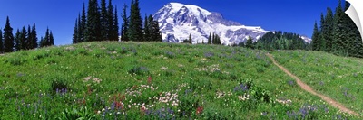 Washington, Mount Rainier, meadow