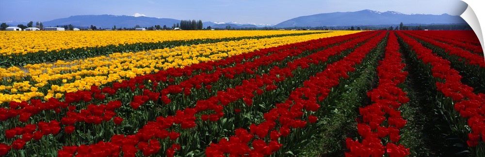 Washington, Mount Vernon, tulip field
