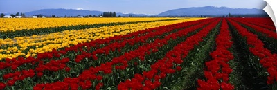 Washington, Mount Vernon, tulip field