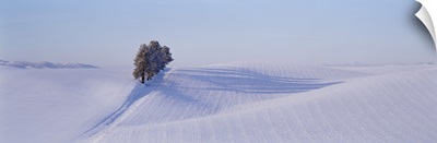 Washington, Tree in a winter landscape