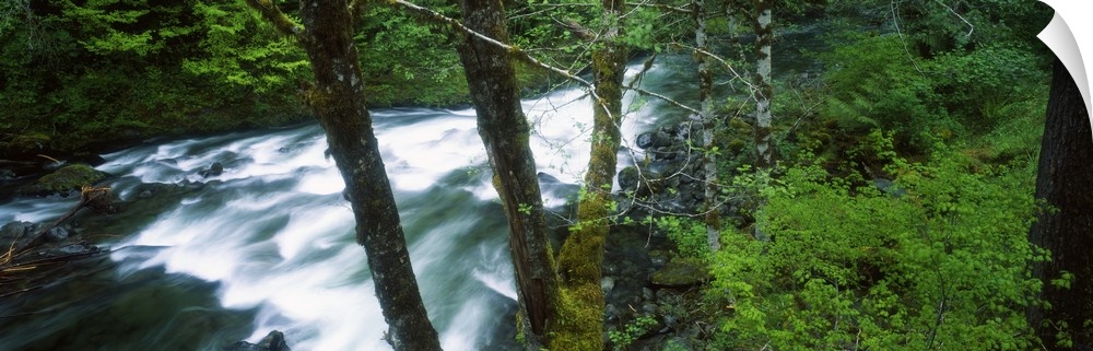 Water cascading through forest in Solduc River Valley, Washington State