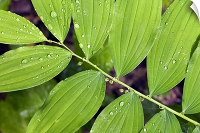 Water droplets on smooth solomon's seal leaves (Polygonatum biflorum), close up, Tennessee