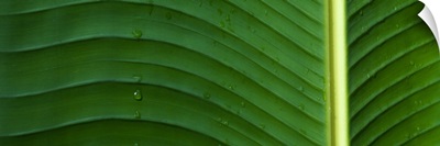 Water drops on a palm leaf, Hawaii